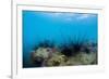 Underwater Shot of Sea Urchins on a Coral Reef in Tropical Sea-Dudarev Mikhail-Framed Photographic Print