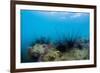 Underwater Shot of Sea Urchins on a Coral Reef in Tropical Sea-Dudarev Mikhail-Framed Photographic Print