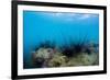 Underwater Shot of Sea Urchins on a Coral Reef in Tropical Sea-Dudarev Mikhail-Framed Photographic Print