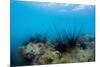 Underwater Shot of Sea Urchins on a Coral Reef in Tropical Sea-Dudarev Mikhail-Mounted Photographic Print