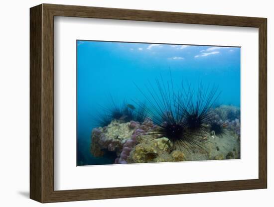 Underwater Shot of Sea Urchins on a Coral Reef in Tropical Sea-Dudarev Mikhail-Framed Photographic Print