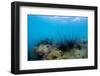 Underwater Shot of Sea Urchins on a Coral Reef in Tropical Sea-Dudarev Mikhail-Framed Photographic Print