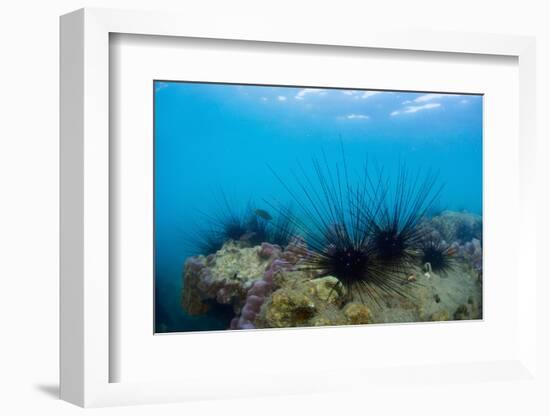 Underwater Shot of Sea Urchins on a Coral Reef in Tropical Sea-Dudarev Mikhail-Framed Photographic Print