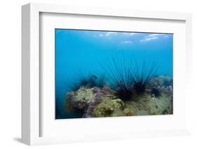 Underwater Shot of Sea Urchins on a Coral Reef in Tropical Sea-Dudarev Mikhail-Framed Photographic Print