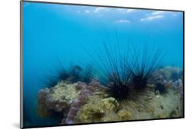 Underwater Shot of Sea Urchins on a Coral Reef in Tropical Sea-Dudarev Mikhail-Mounted Photographic Print