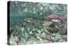 Underwater Spawning Salmon, Alaska-Paul Souders-Stretched Canvas