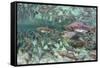 Underwater Spawning Salmon, Alaska-Paul Souders-Framed Stretched Canvas