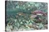 Underwater Spawning Salmon, Alaska-Paul Souders-Stretched Canvas