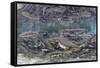 Underwater Spawning Salmon, Alaska-Paul Souders-Framed Stretched Canvas