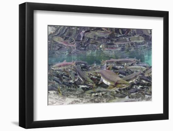 Underwater Spawning Salmon, Alaska-Paul Souders-Framed Photographic Print