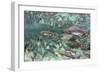 Underwater Spawning Salmon, Alaska-Paul Souders-Framed Photographic Print