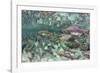 Underwater Spawning Salmon, Alaska-Paul Souders-Framed Photographic Print