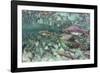 Underwater Spawning Salmon, Alaska-Paul Souders-Framed Photographic Print