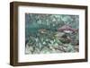 Underwater Spawning Salmon, Alaska-Paul Souders-Framed Photographic Print