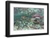 Underwater Spawning Salmon, Alaska-Paul Souders-Framed Photographic Print