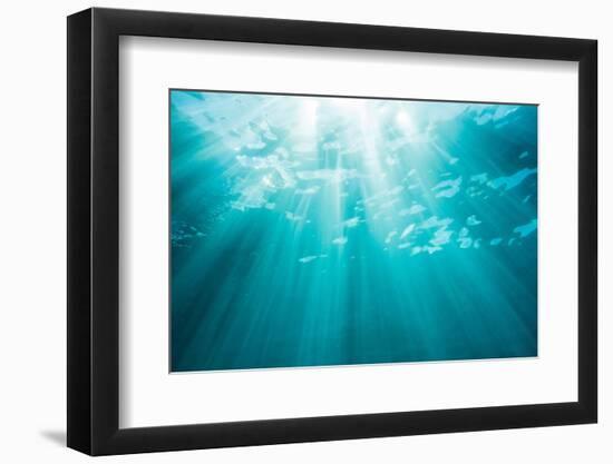 Underwater sunbeams, Kailua Bay, Oahu, Hawaii-Mark A Johnson-Framed Photographic Print