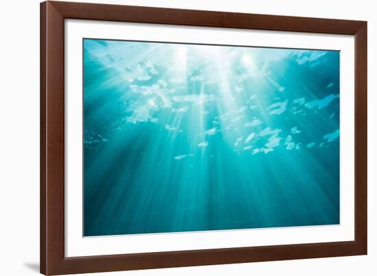 Underwater sunbeams, Kailua Bay, Oahu, Hawaii-Mark A Johnson-Framed Photographic Print