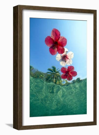 Underwater view looking up at floating hibiscus flowers in tropical water.-Stuart Westmorland-Framed Photographic Print