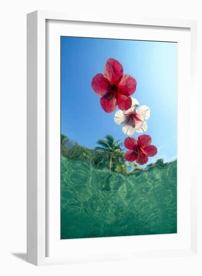 Underwater view looking up at floating hibiscus flowers in tropical water.-Stuart Westmorland-Framed Photographic Print