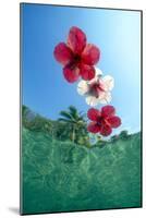 Underwater view looking up at floating hibiscus flowers in tropical water.-Stuart Westmorland-Mounted Photographic Print