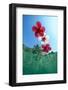 Underwater view looking up at floating hibiscus flowers in tropical water.-Stuart Westmorland-Framed Photographic Print