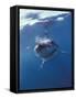 Underwater View of a Great White Shark, South Africa-Michele Westmorland-Framed Stretched Canvas