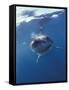 Underwater View of a Great White Shark, South Africa-Michele Westmorland-Framed Stretched Canvas