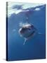 Underwater View of a Great White Shark, South Africa-Michele Westmorland-Stretched Canvas