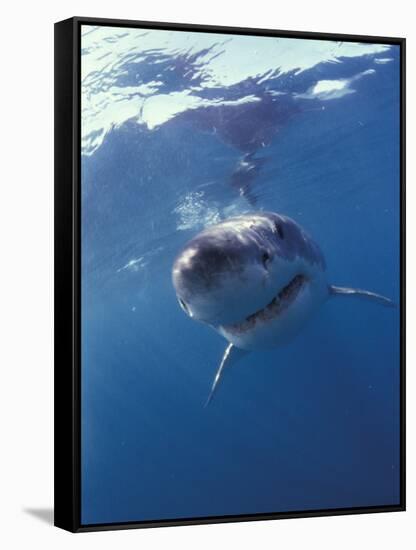 Underwater View of a Great White Shark, South Africa-Michele Westmorland-Framed Stretched Canvas