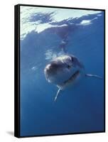 Underwater View of a Great White Shark, South Africa-Michele Westmorland-Framed Stretched Canvas