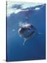 Underwater View of a Great White Shark, South Africa-Michele Westmorland-Stretched Canvas