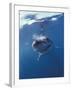 Underwater View of a Great White Shark, South Africa-Michele Westmorland-Framed Premium Photographic Print