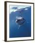 Underwater View of a Great White Shark, South Africa-Michele Westmorland-Framed Premium Photographic Print