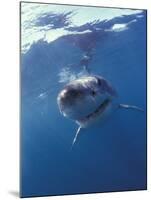Underwater View of a Great White Shark, South Africa-Michele Westmorland-Mounted Premium Photographic Print