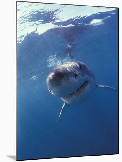 Underwater View of a Great White Shark, South Africa-Michele Westmorland-Mounted Premium Photographic Print