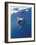 Underwater View of a Great White Shark, South Africa-Michele Westmorland-Framed Photographic Print