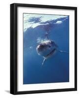 Underwater View of a Great White Shark, South Africa-Michele Westmorland-Framed Photographic Print