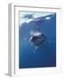 Underwater View of a Great White Shark, South Africa-Michele Westmorland-Framed Photographic Print