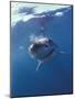 Underwater View of a Great White Shark, South Africa-Michele Westmorland-Mounted Photographic Print