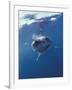 Underwater View of a Great White Shark, South Africa-Michele Westmorland-Framed Photographic Print