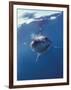 Underwater View of a Great White Shark, South Africa-Michele Westmorland-Framed Photographic Print