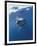 Underwater View of a Great White Shark, South Africa-Michele Westmorland-Framed Photographic Print