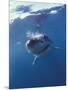 Underwater View of a Great White Shark, South Africa-Michele Westmorland-Mounted Photographic Print