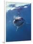 Underwater View of a Great White Shark, South Africa-Michele Westmorland-Framed Photographic Print