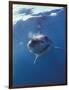 Underwater View of a Great White Shark, South Africa-Michele Westmorland-Framed Photographic Print