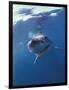 Underwater View of a Great White Shark, South Africa-Michele Westmorland-Framed Photographic Print