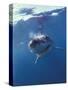 Underwater View of a Great White Shark, South Africa-Michele Westmorland-Stretched Canvas