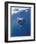 Underwater View of a Great White Shark, South Africa-Michele Westmorland-Framed Premium Photographic Print