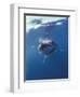Underwater View of a Great White Shark, South Africa-Michele Westmorland-Framed Premium Photographic Print