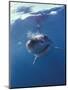 Underwater View of a Great White Shark, South Africa-Michele Westmorland-Mounted Premium Photographic Print